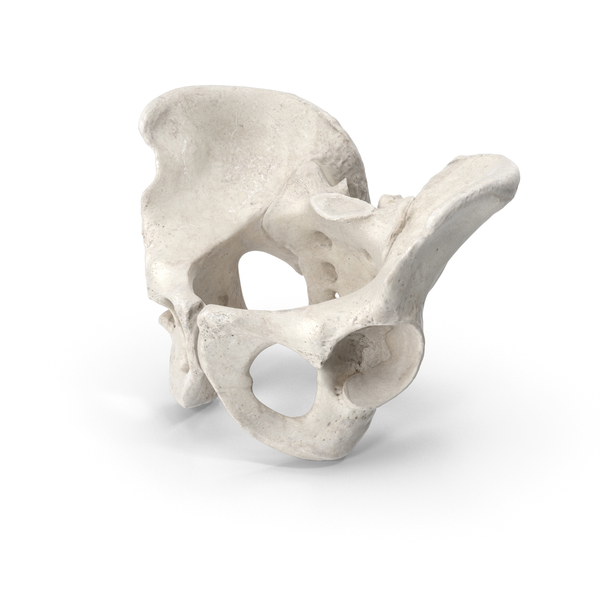 Human Male Pelvis Sacrum Ilium Ischium Pubic White PNG & PSD Images Human Male Pelvis Sacrum Ilium Ischium Pubic White PNG & PSD Images