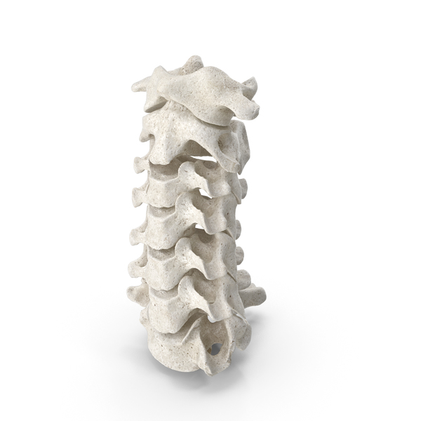 Spine: Human Neck Cervical Vertebrae C1 to C7 Bones White PNG & PSD Images Spine: Human Neck Cervical Vertebrae C1 to C7 Bones White PNG & PSD Images