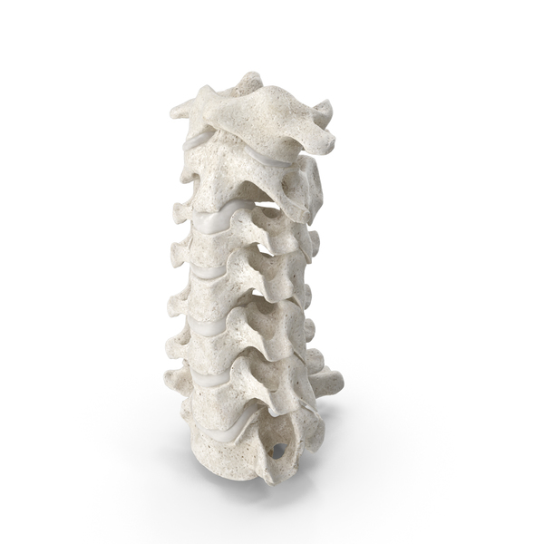 Spine: Human Neck Cervical Vertebrae C1 to C7 Bones With Intervertebral Disks White PNG & PSD Images