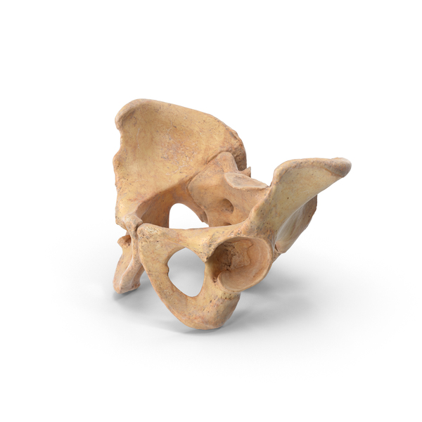 Human Pelvis Sacrum Ilium Oschium Pubic PNG & PSD Images Human Pelvis Sacrum Ilium Oschium Pubic PNG & PSD Images