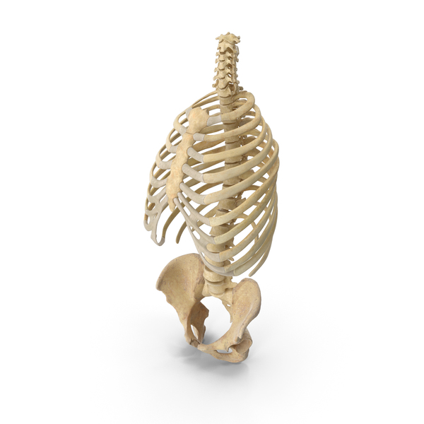 Skeleton: Human Rib Cage Spine and Female Pelvis Bones Anatomy PNG & PSD Images