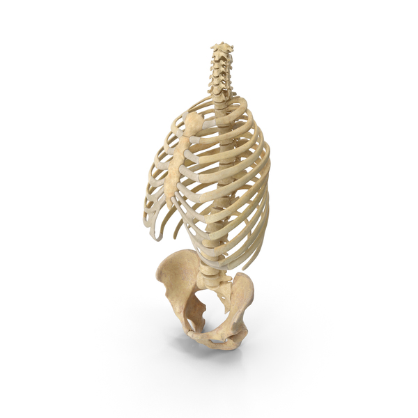 Female Skeleton: Human Rib Cage Spine and Male Pelvis Bones Anatomy PNG & PSD Images Female Skeleton: Human Rib Cage Spine and Male Pelvis Bones Anatomy PNG & PSD Images