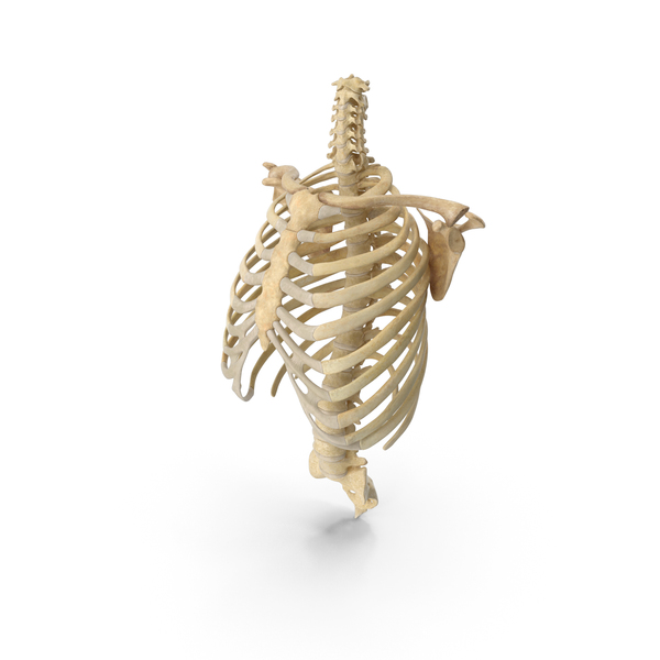 Human Rib Cage Spine Clavicle and Scapula Bones Anatomy With Intervertebral Disks PNG & PSD Images Human Rib Cage Spine Clavicle and Scapula Bones Anatomy With Intervertebral Disks PNG & PSD Images