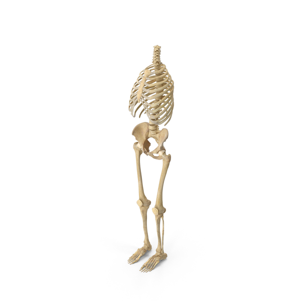 Skeleton: Human Rib Cage Spine Female Pelvis and Leg Bones Anatomy PNG & PSD Images