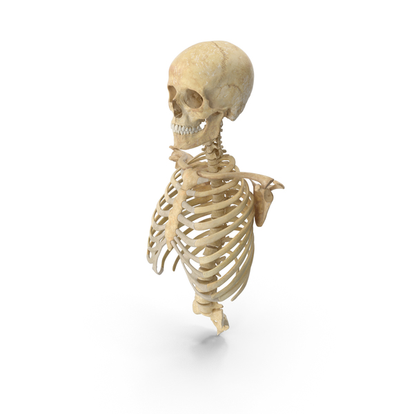 Skeleton: Human Rib Cage Spine Female Skull Clavicle and Scapula Bones Anatomy PNG & PSD Images