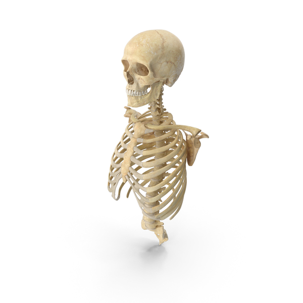 Skeleton: Human Rib Cage Spine Male Skull Clavicle and Scapula Bones Anatomy With Intervertebral Disks PNG & PSD Images Skeleton: Human Rib Cage Spine Male Skull Clavicle and Scapula Bones Anatomy With Intervertebral Disks PNG & PSD Images