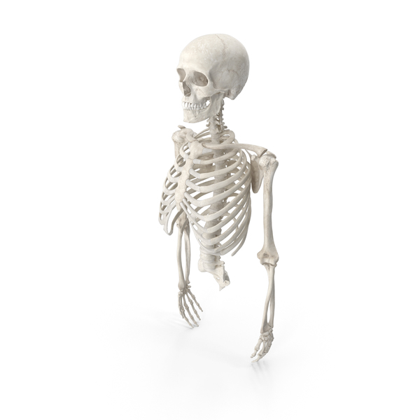 Skeleton: Human Rib Cage Spine Male Skull Clavicle Scapula and Arms Bones Anatomy With Intervertebral Disks PNG & PSD Images Skeleton: Human Rib Cage Spine Male Skull Clavicle Scapula and Arms Bones Anatomy With Intervertebral Disks PNG & PSD Images