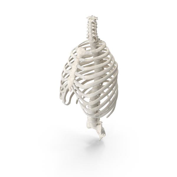 Human Rib (Thoracic) Cage and Spine Bones PNG & PSD Images