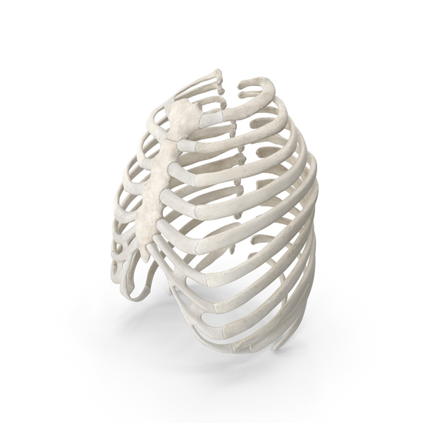 Human Rib (Thoracic) Cage PNG & PSD Images Human Rib (Thoracic) Cage PNG & PSD Images