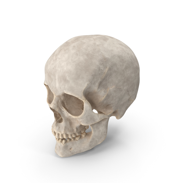 Human Skull PNG & PSD Images Human Skull PNG & PSD Images