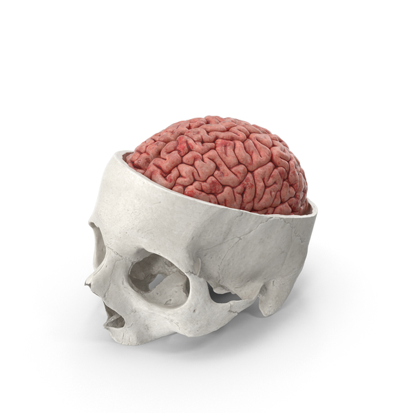 Human Skull Cranial Cut White With Brain Inside PNG & PSD Images Human Skull Cranial Cut White With Brain Inside PNG & PSD Images