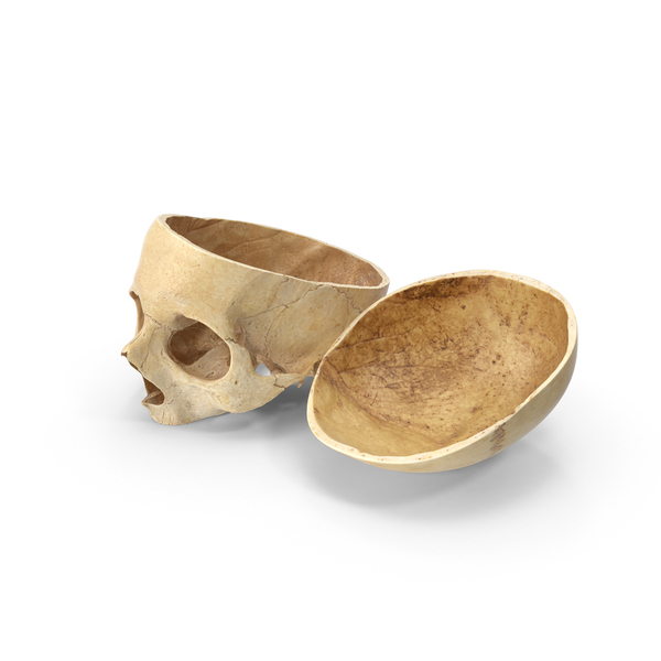 Human Skull Cut With Piece PNG & PSD Images Human Skull Cut With Piece PNG & PSD Images