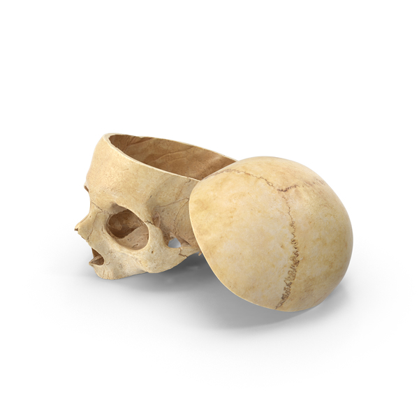 Human Skull Cut With Piece PNG & PSD Images Human Skull Cut With Piece PNG & PSD Images