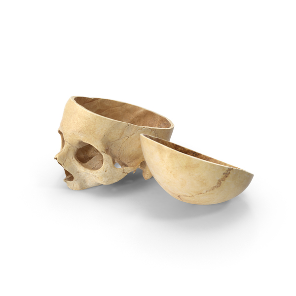 Skeleton: Human Skull Cut With Piece PNG & PSD Images Skeleton: Human Skull Cut With Piece PNG & PSD Images