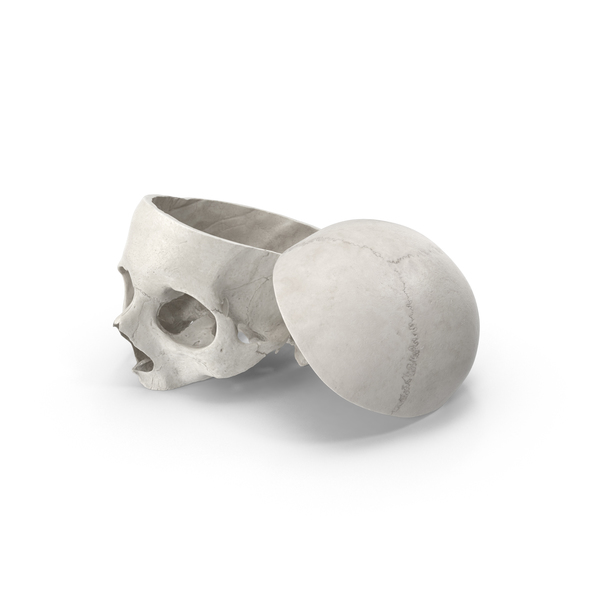 Human Skull Cut With Piece White PNG & PSD Images Human Skull Cut With Piece White PNG & PSD Images