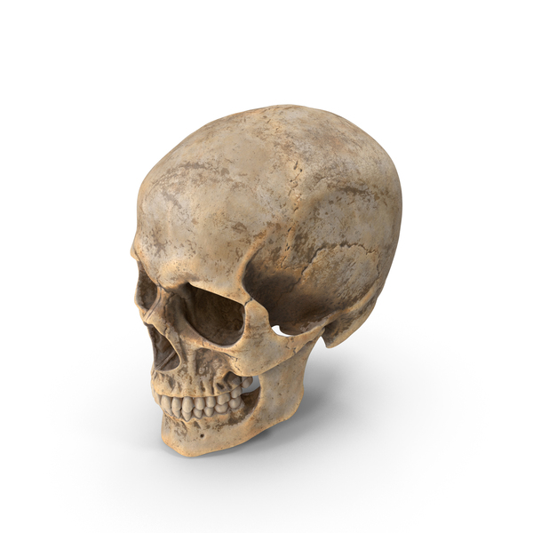 Human Skull Dirty PNG & PSD Images