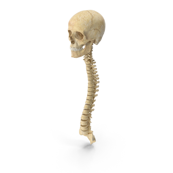 Human Spine Bones Female Skull and Jaw Anatomy PNG & PSD Images Human Spine Bones Female Skull and Jaw Anatomy PNG & PSD Images