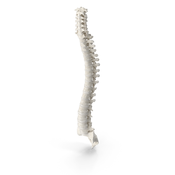 Human Spine With Intervertibral Disks PNG & PSD Images Human Spine With Intervertibral Disks PNG & PSD Images