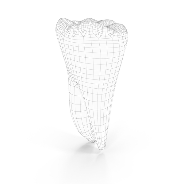 Human Teeth Lower First Molar Wireframe Png Images Psds For Download Pixelsquid S