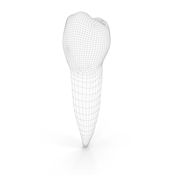 Human Teeth Lower Second Premolar Wireframe PNG & PSD Images Human Teeth Lower Second Premolar Wireframe PNG & PSD Images