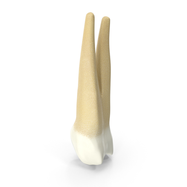 Tooth: Human Teeth Upper First Premolar PNG & PSD Images Tooth: Human Teeth Upper First Premolar PNG & PSD Images