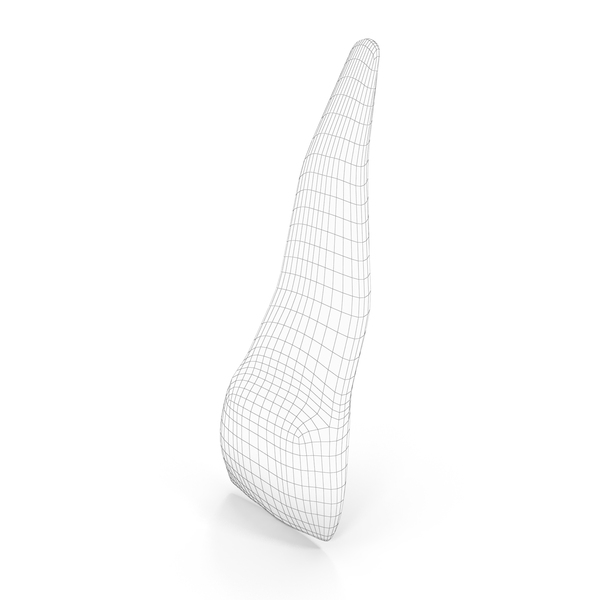 Human Teeth Upper Lateral Incisor Wireframe PNG & PSD Images