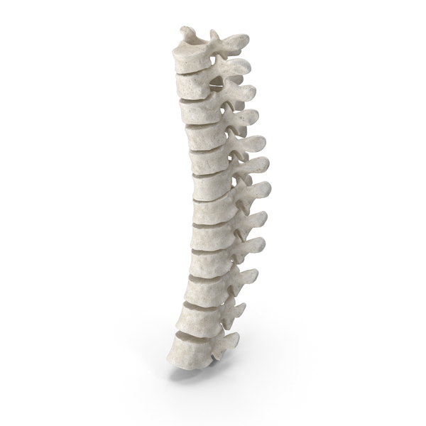 Spine: Human Thoracic Vertebrae TH1 to TH12 Bones White PNG & PSD Images Spine: Human Thoracic Vertebrae TH1 to TH12 Bones White PNG & PSD Images
