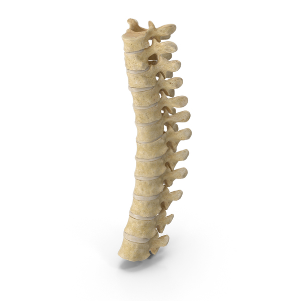 Spine: Human Thoracic Vertebrae TH1 to TH12 Bones With Intervertebral Disks PNG & PSD Images Spine: Human Thoracic Vertebrae TH1 to TH12 Bones With Intervertebral Disks PNG & PSD Images