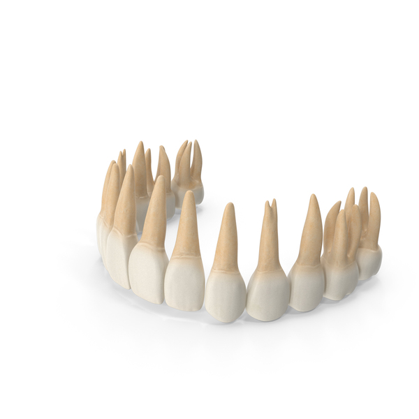 Human Upper Teeth PNG Images & PSDs for Download | PixelSquid - S12219976A