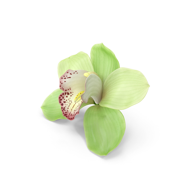 Hybrid Orchid Green PNG & PSD Images