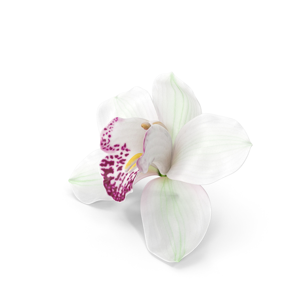 Hybrid Orchid White PNG & PSD Images