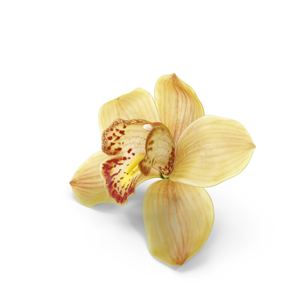 Hybrid Orchid Yellow PNG & PSD Images