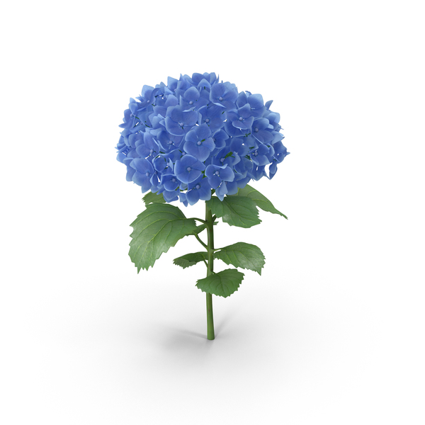 Hydrangea PNG & PSD Images Hydrangea PNG & PSD Images