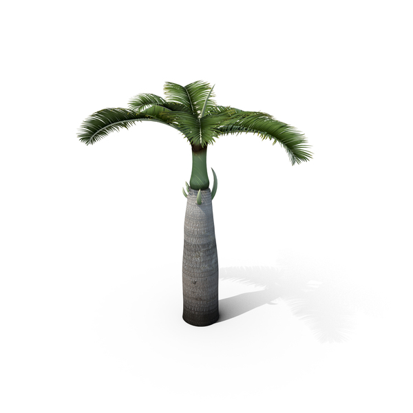 Palm Tree: Hyophorbe Lagenicaulis PNG & PSD Images