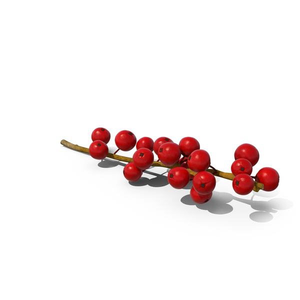 Holly: Ilex Aquifolium Berries on Branch PNG & PSD Images Holly: Ilex Aquifolium Berries on Branch PNG & PSD Images