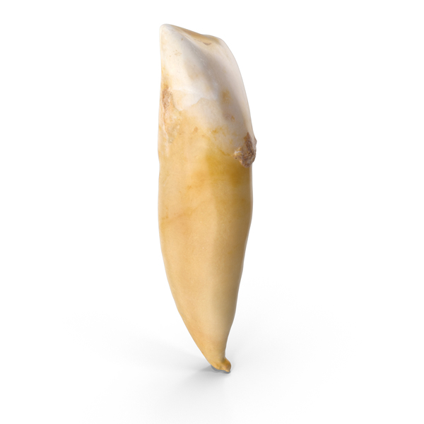 Incisor Lower Jaw Broken PNG & PSD Images Incisor Lower Jaw Broken PNG & PSD Images