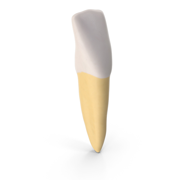 Incisor Lower Jaw Clean PNG & PSD Images Incisor Lower Jaw Clean PNG & PSD Images