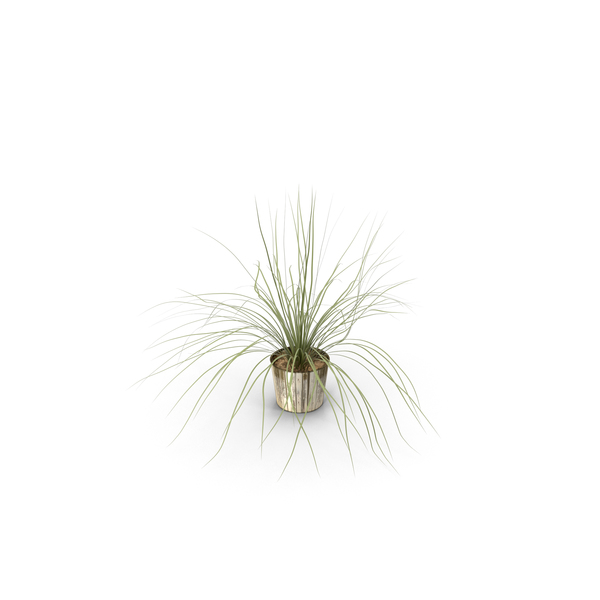 Flower: Indoor Plant with Long Leaves in a Pot PNG & PSD Images Flower: Indoor Plant with Long Leaves in a Pot PNG & PSD Images