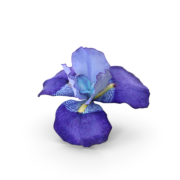 Flowering Plants: Iris Blue PNG & PSD Images Flowering Plants: Iris Blue PNG & PSD Images