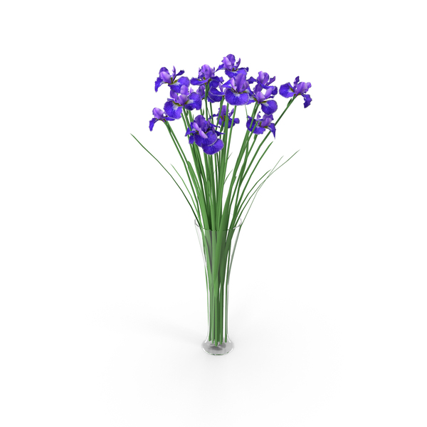 Iris in Vase PNG & PSD Images Iris in Vase PNG & PSD Images