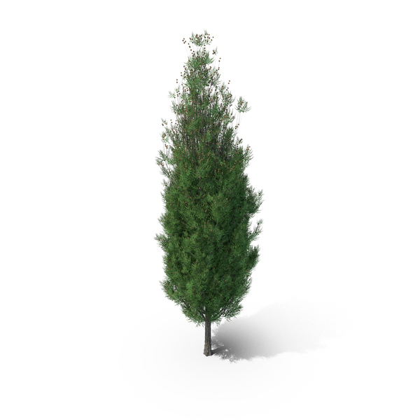 Italian Cypress Tree PNG & PSD Images