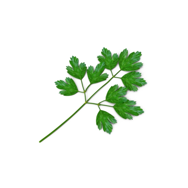 Italian Parsley PNG & PSD Images
