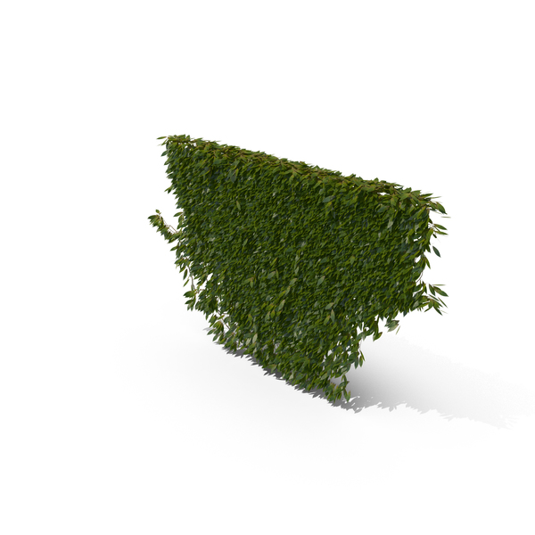 Ivy PNG & PSD Images Ivy PNG & PSD Images