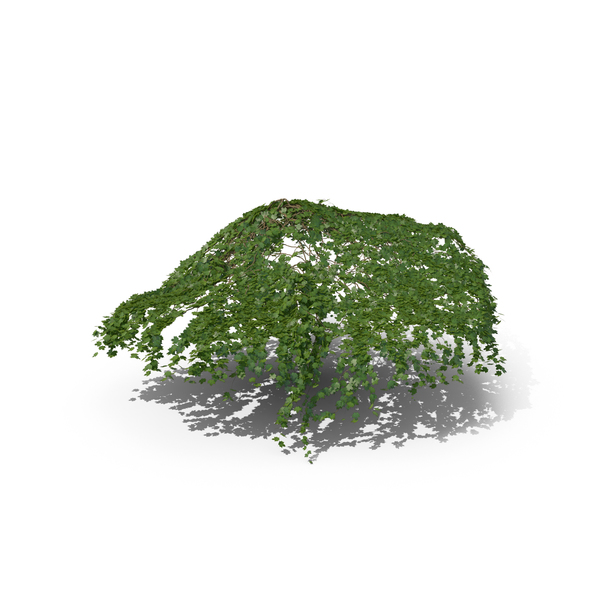 Ivy PNG & PSD Images Ivy PNG & PSD Images