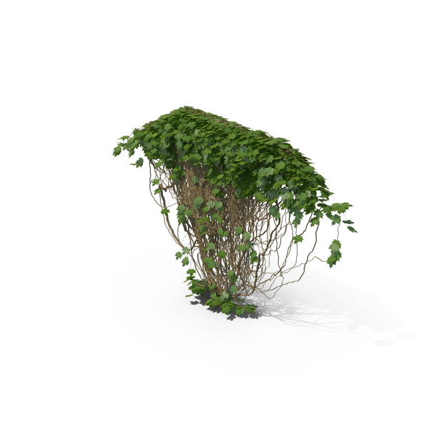 Ivy PNG & PSD Images Ivy PNG & PSD Images
