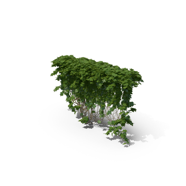 Ivy PNG & PSD Images Ivy PNG & PSD Images