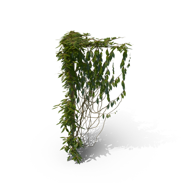 Ivy PNG & PSD Images Ivy PNG & PSD Images