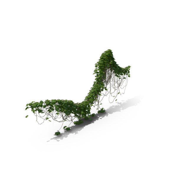 Ivy PNG & PSD Images Ivy PNG & PSD Images