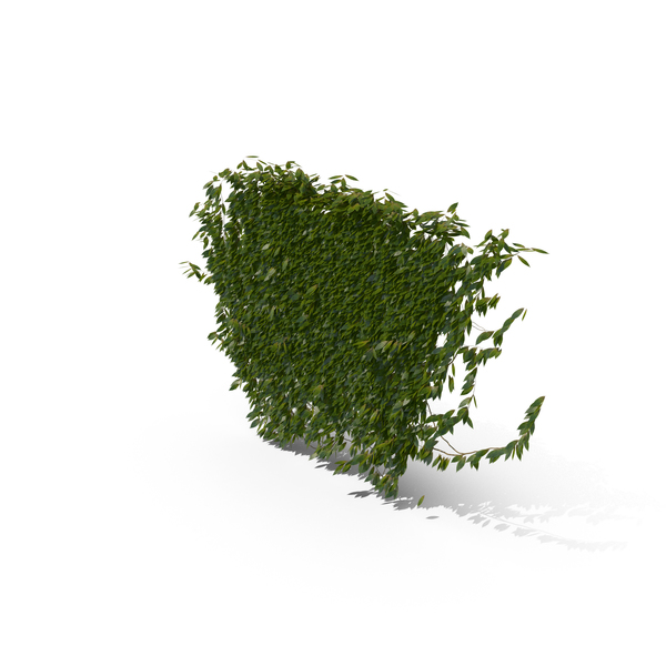Ivy PNG & PSD Images Ivy PNG & PSD Images