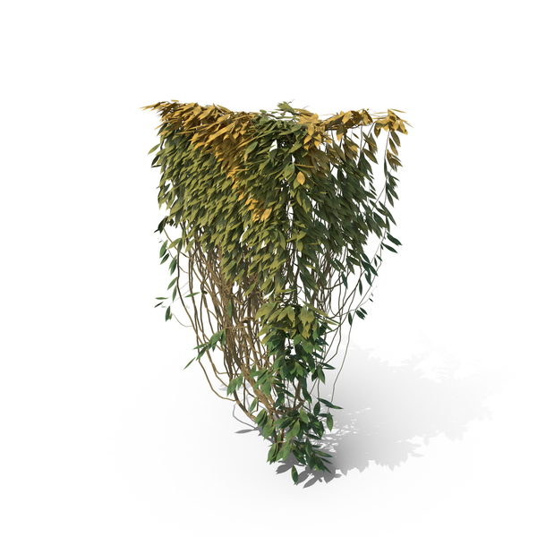 Ivy PNG & PSD Images Ivy PNG & PSD Images